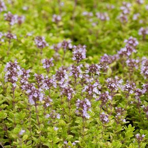 Wilde Tijm (biologisch)
