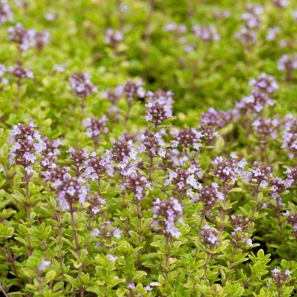 Wilde Tijm (biologisch)