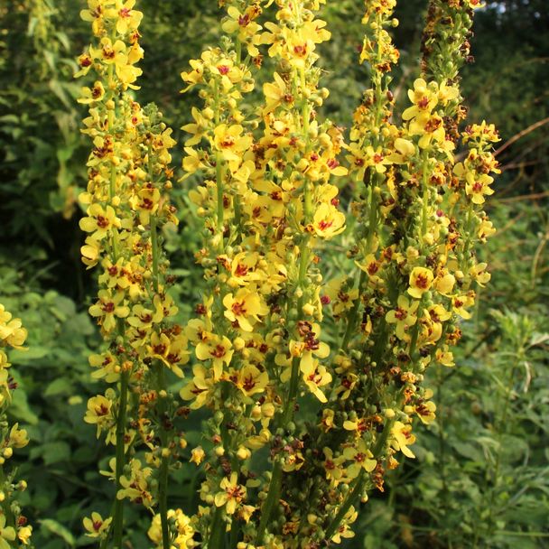 Zwarte Toorts (biologisch)