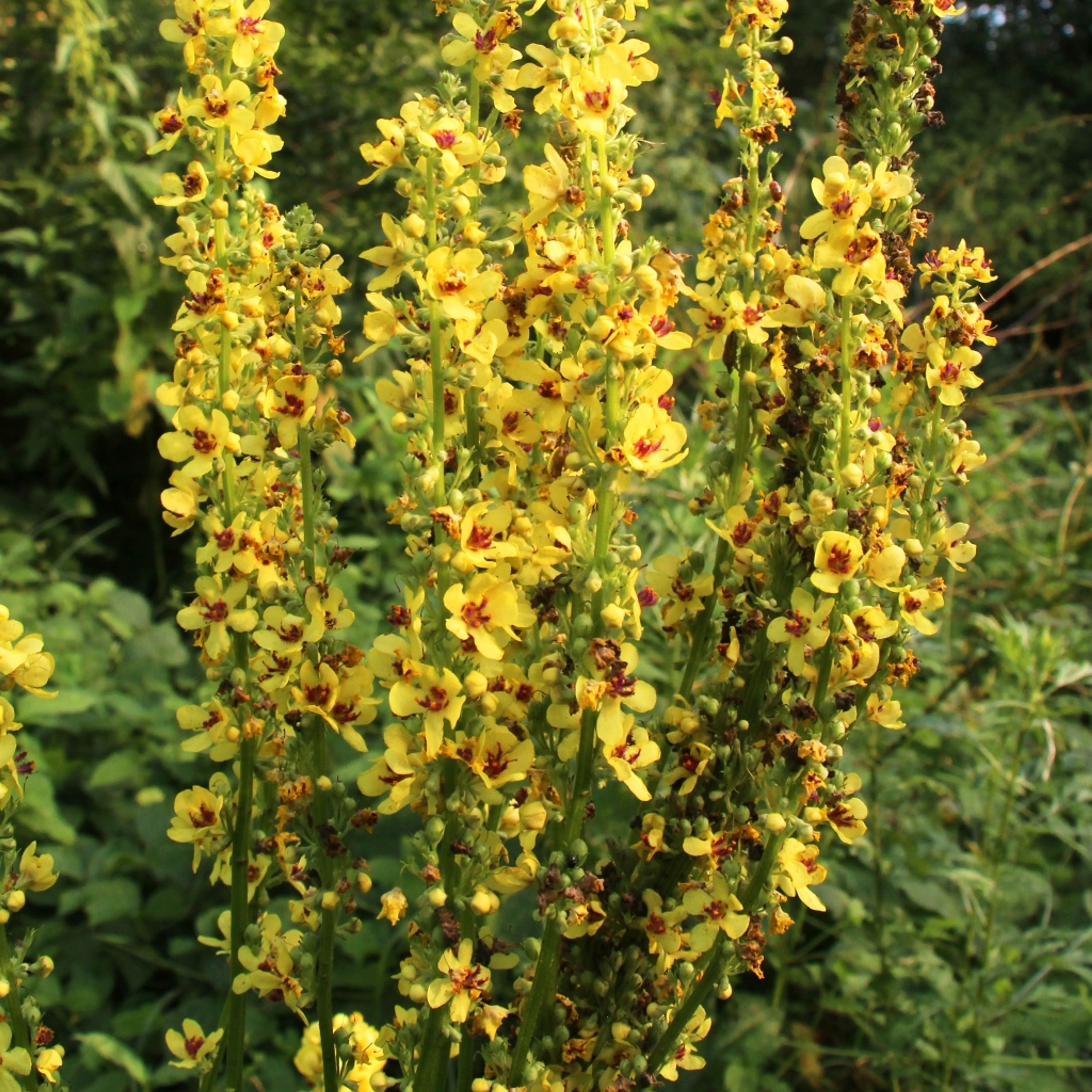 Zwarte Toorts (biologisch) | Planten |  | Kwekerij Verhoeven