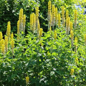 Zwarte Toorts (biologisch)