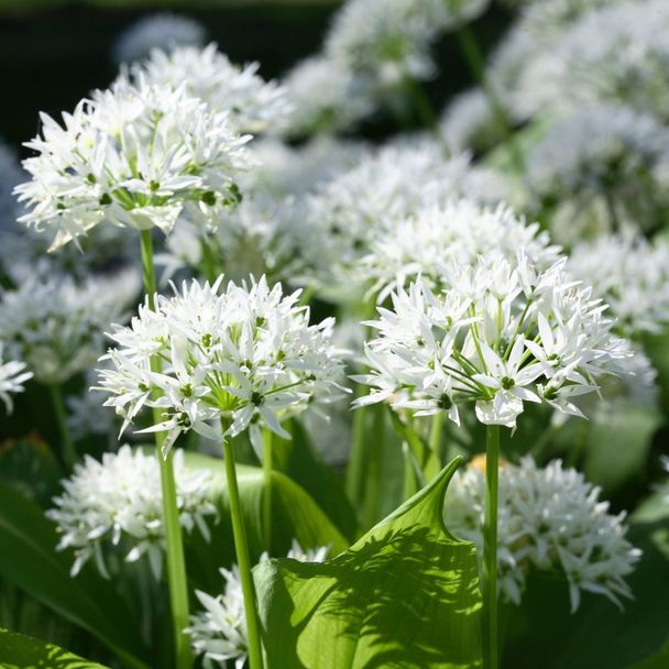 Bären-Lauch, weiß (BIO)