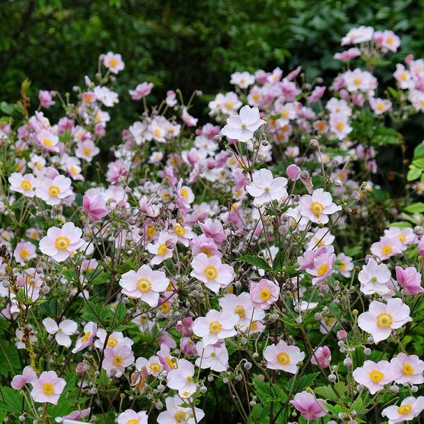 China-Herbst-Anemone 'September Charme' 'September Charm' (BIO)
