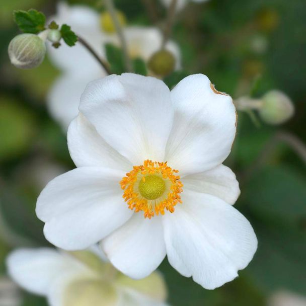Japan-Herbst-Anemone 'Honorine Jobert' (BIO)