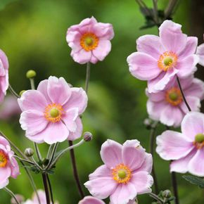 Herfstanemoon Robustissima (biologisch)