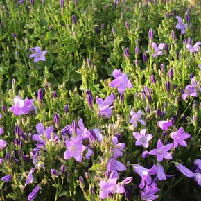 Klokjesbloem (biologisch)