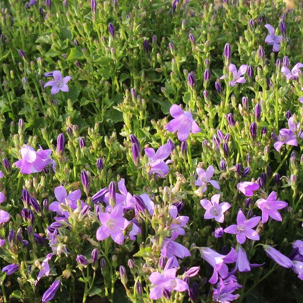 Klokjesbloem (biologisch)