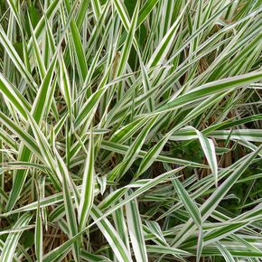 Zegge Ice dance (biologisch)