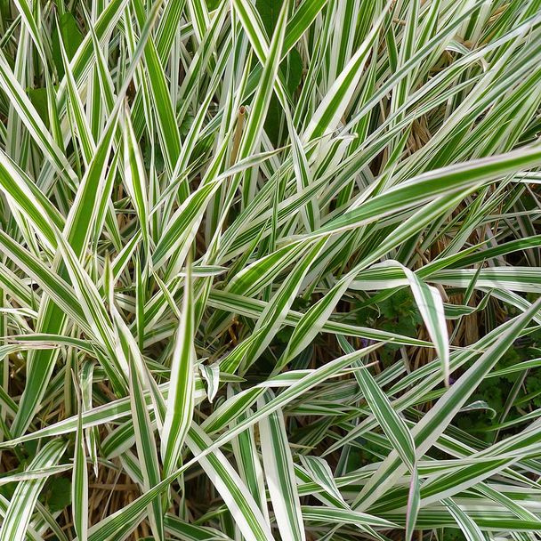 Zegge Ice dance (biologisch)