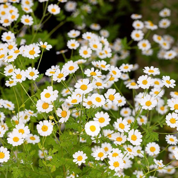 Rmische Kamille (BIO) online bestellen | Vivara