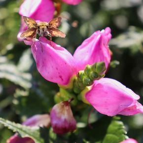 Schildpadbloem (biologisch)