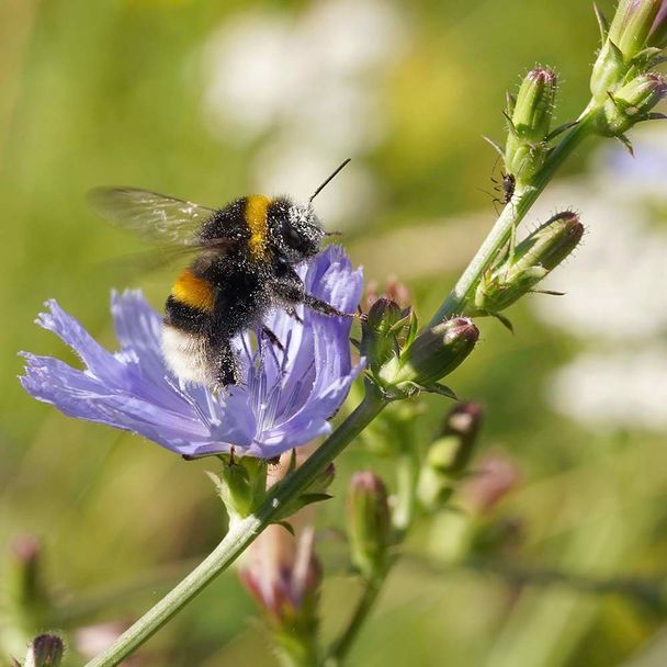 Gewöhnliche Wegwarte (BIO)