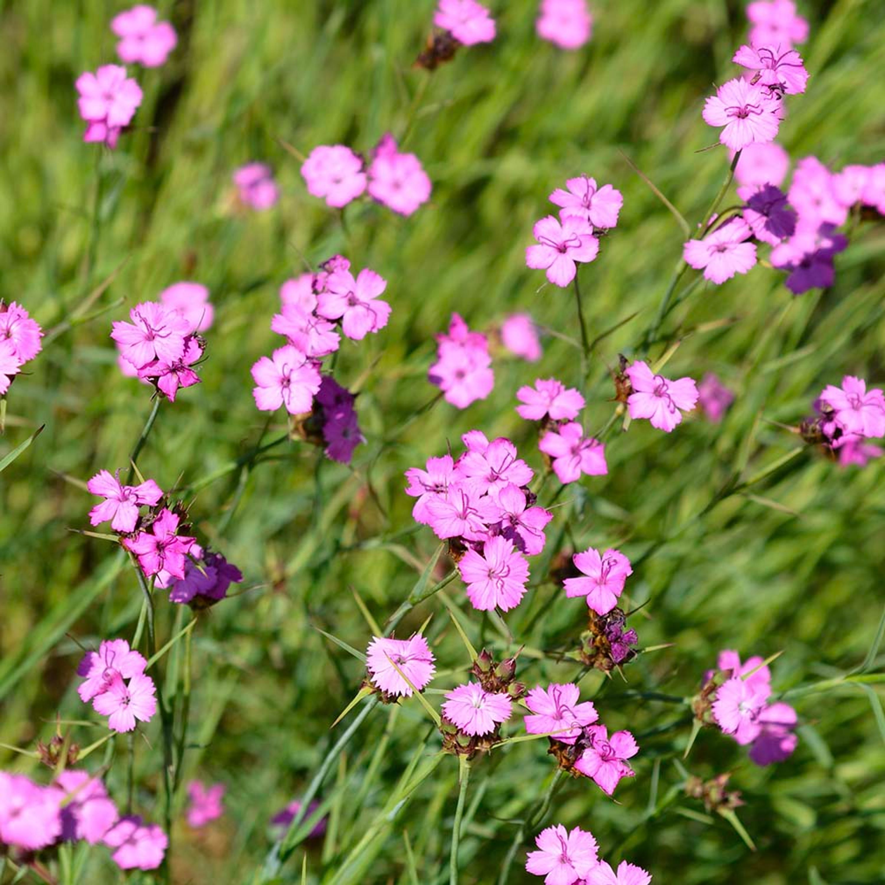 Kartuize anjer (biologisch) | Kwekerij Verhoeven | Planten | Partner van Vogelbescherming Nederland