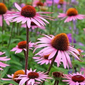 Zonnehoed (biologisch)