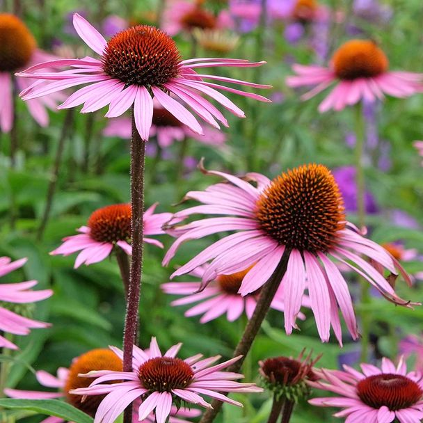 Zonnehoed (biologisch)