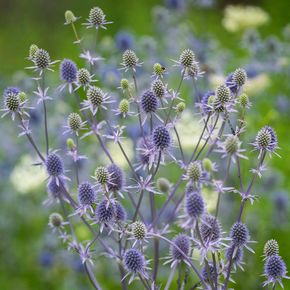 Kruisdistel (biologisch)