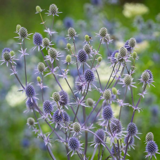 Flachblättriger Mannstreu (BIO)