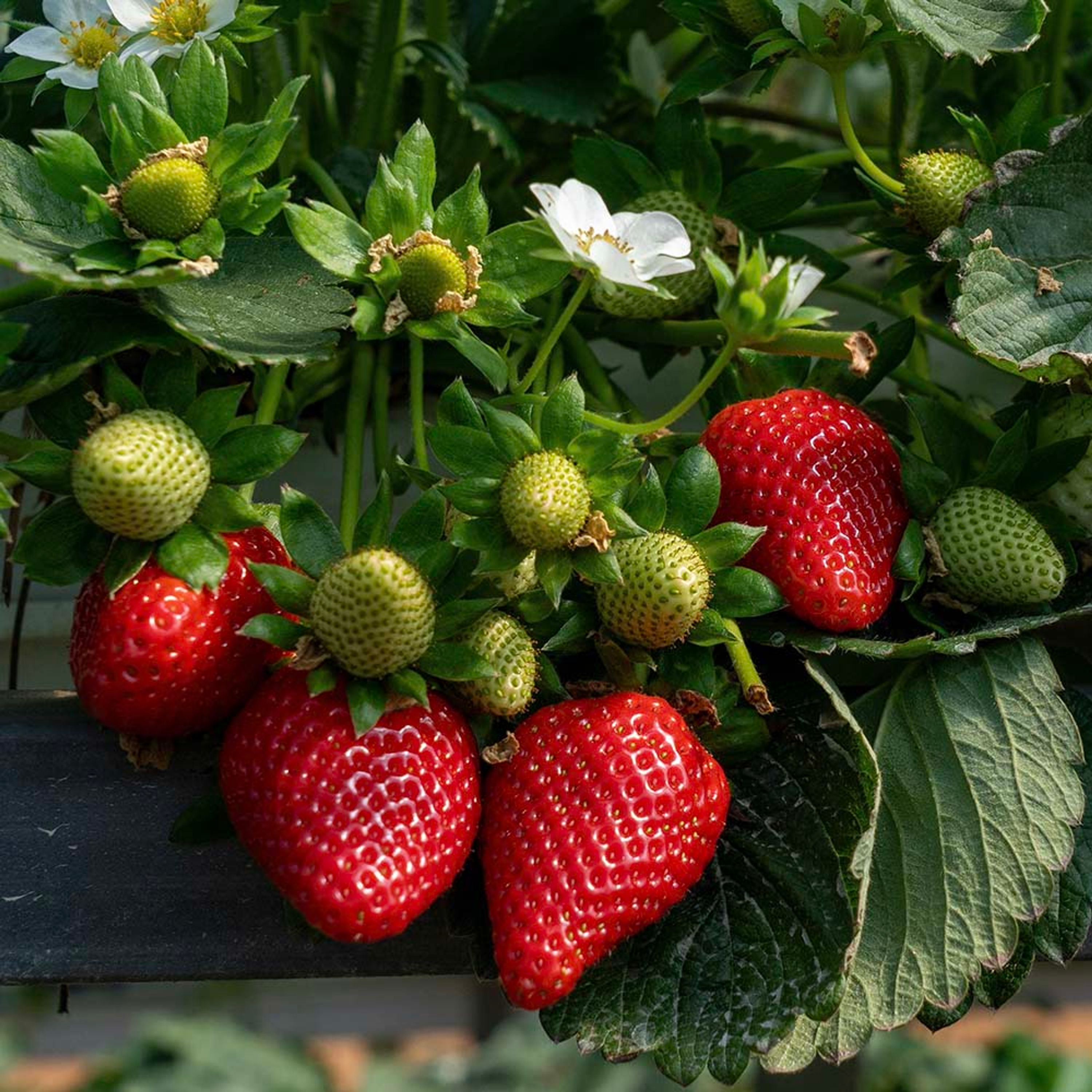 Aardbei (biologisch) | Kwekerij Verhoeven | Planten | Partner van Vogelbescherming Nederland