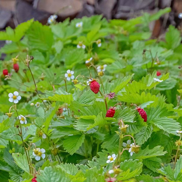 Wald-Erdbeere (BIO)