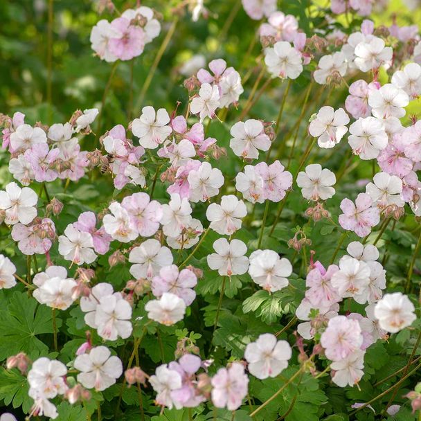Ooievaarsbek Biokovo (biologisch)