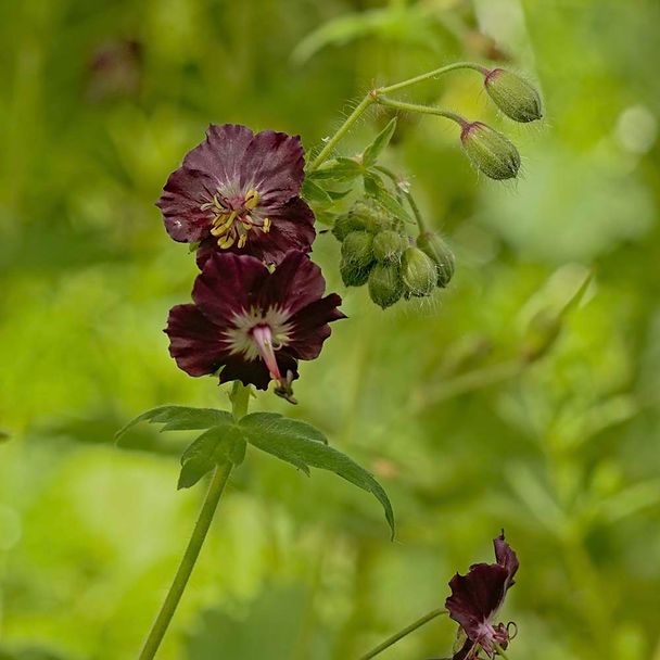 Ooievaarsbek phaeum (biologisch)