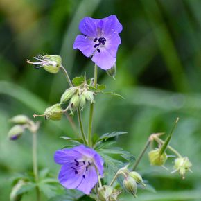Ooievaarsbek pratense (biologisch)