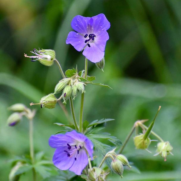 Ooievaarsbek pratense (biologisch)