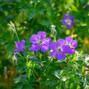 Ooievaarsbek Rozanne (biologisch)