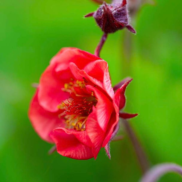 Knikkend nagelkruid (biologisch)