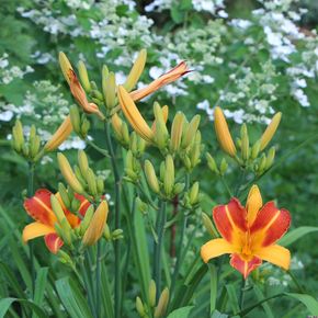 Daglelie Frans Hals (biologisch)