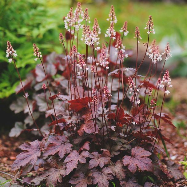 Purpurglöckchen 'Chocolate Ruffles' (BIO)