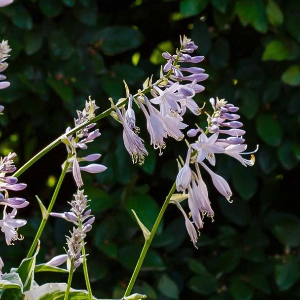 Hartlelie Patriot (biologisch)