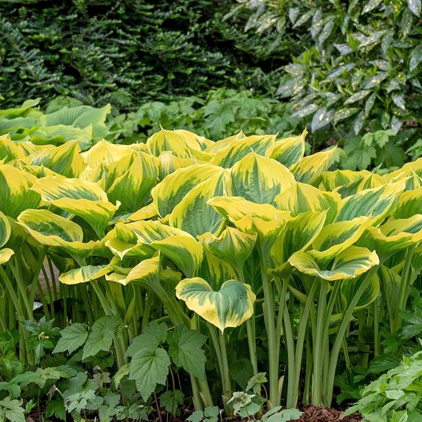 Hosta 'Queen Josephine' (BIO)