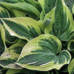 Hartlelie Wide Brim (biologisch)