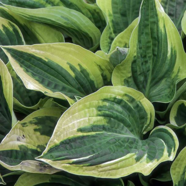 Herzblattlilie 'Wide Brim' (BIO)