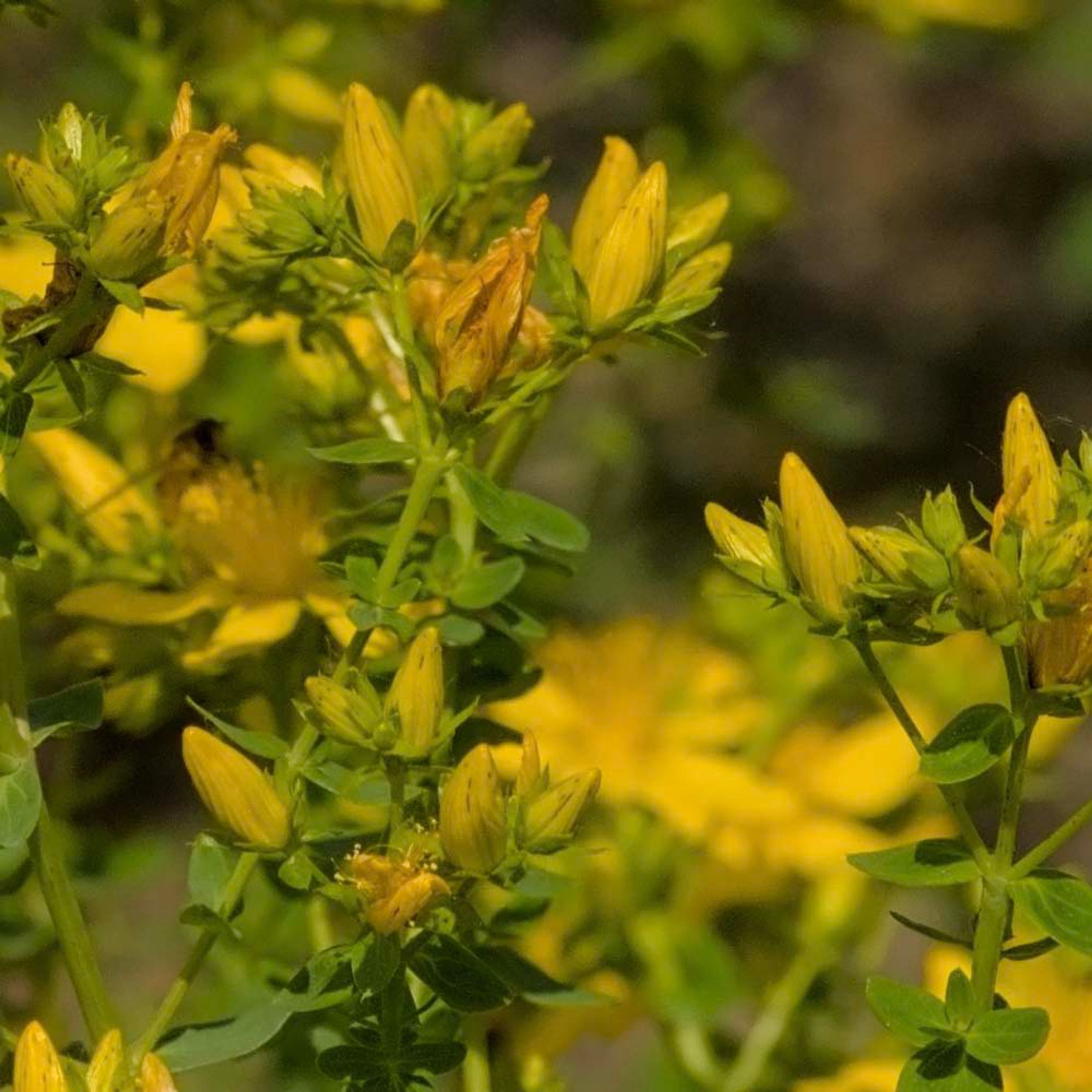 Sint-Janskruid (biologisch) | Kwekerij Verhoeven | Planten | Partner van Vogelbescherming Nederland