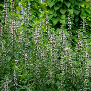 Hartgespan (biologisch)