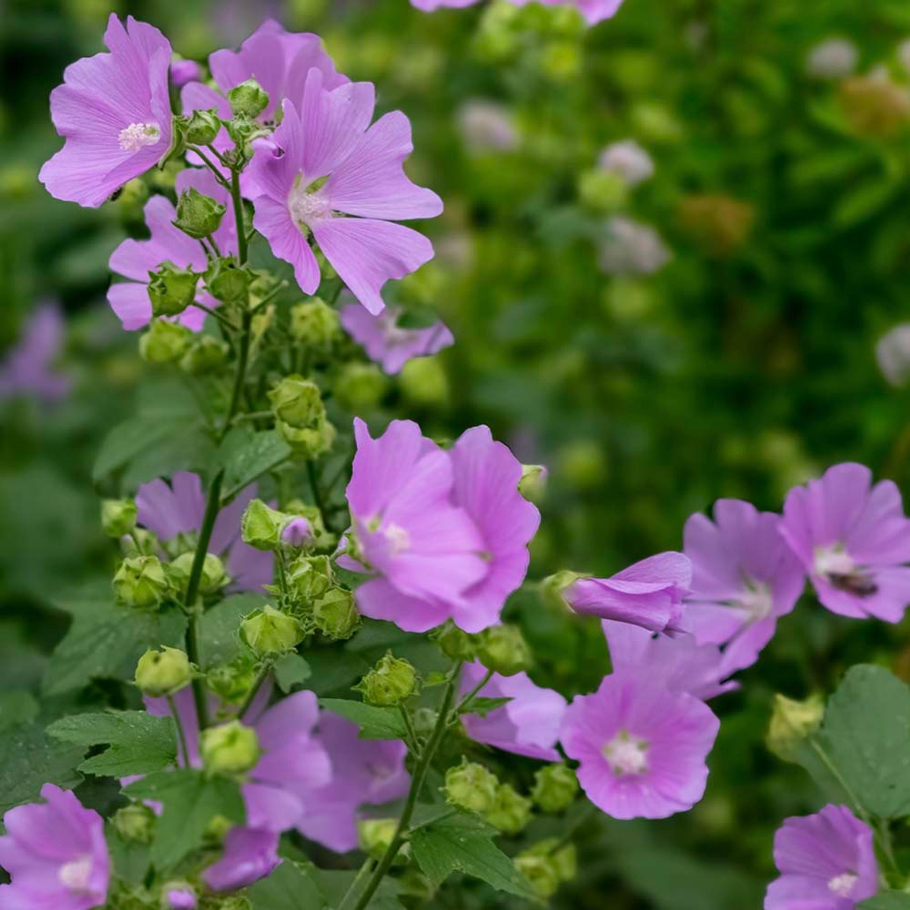 Kaasjeskruid Rosea (biologisch) | Kwekerij Verhoeven