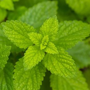 Citroenmelisse (biologisch)