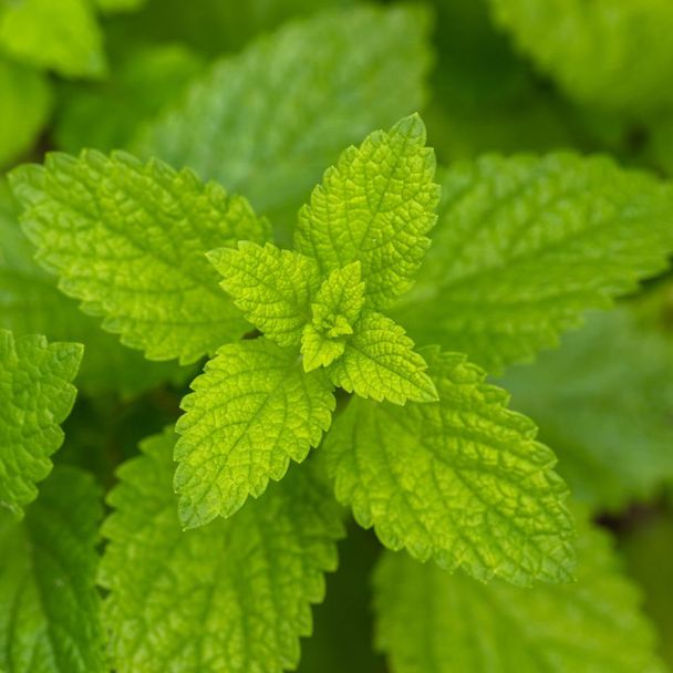 Zitronenmelisse (BIO)