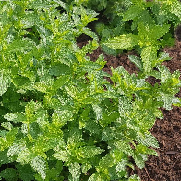 Marokkanische Minze (BIO)
