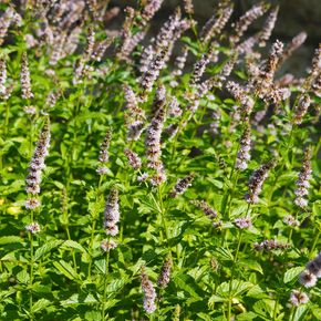 Munt spicata (biologisch)