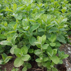 Munt suaveolens Apple (biologisch)