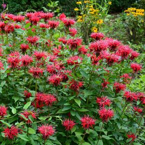 Bergamotplant (biologisch)