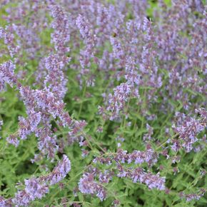 Kattenkruid Walker's Low (biologisch)