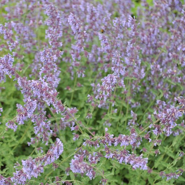 Katzenminze 'Walker's Low' (BIO)