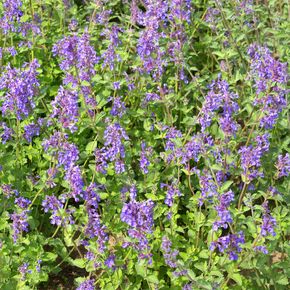 Echte Kattenkruid (biologisch)