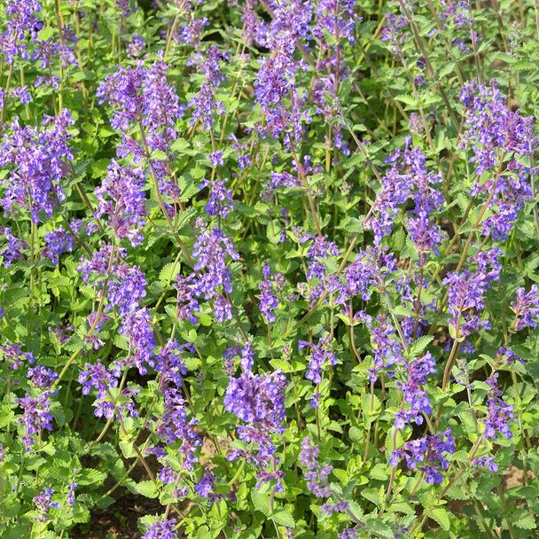 Echte Katzenminze (BIO)