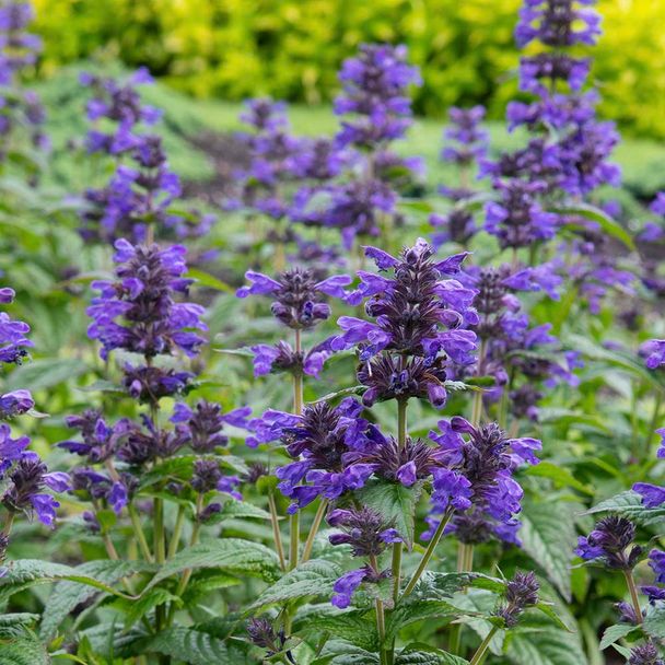 Kattenkruid Neptune (biologisch)