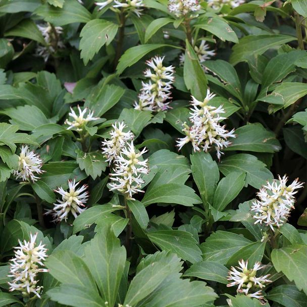 Dikkemanskruid (biologisch)